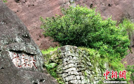 图为生长在武夷山九龙窠高岩峭壁上的大红袍母树,现仅存6株.
