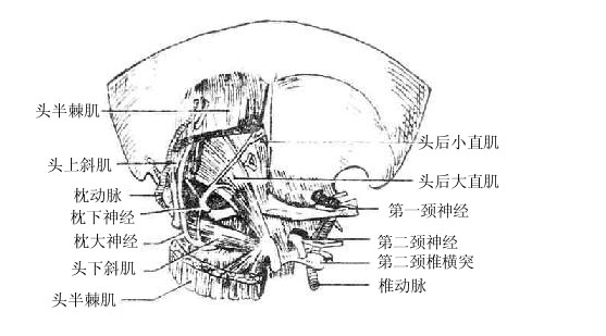 头后大直肌起于第二颈椎棘突,向上外行止于枕骨;头上斜肌起于第一颈椎