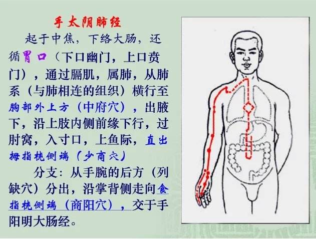 宜宾蒋老师快速记住经络穴位之手太阴肺经的循行症候歌诀附针刺艾灸表