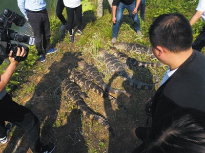 据悉,这是该保护区第14次实施扬子鳄"野放"活动.