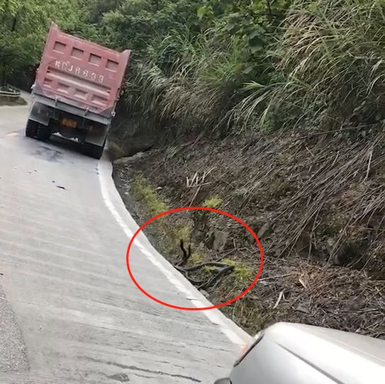 视频中,在一段山间公路的路边,两条大蛇相互缠绕交配且沿着公路爬行