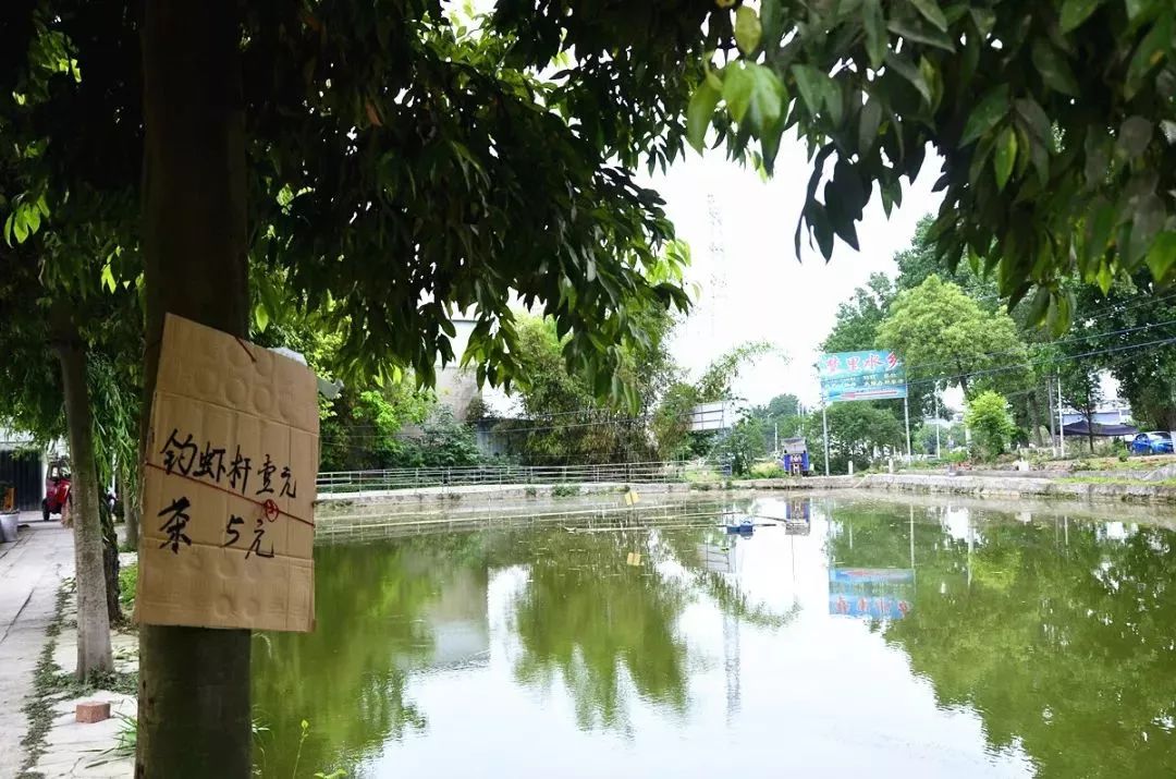 雨停了升温了虾肥了周末成都周边钓小龙虾去