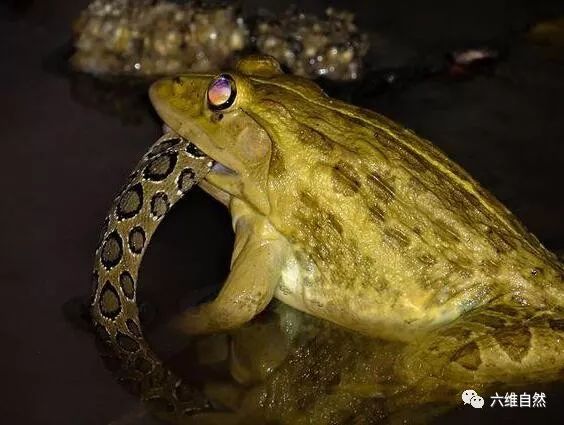 青蛙吃蛇也不奇怪,谁叫这只蛙是牛蛙!