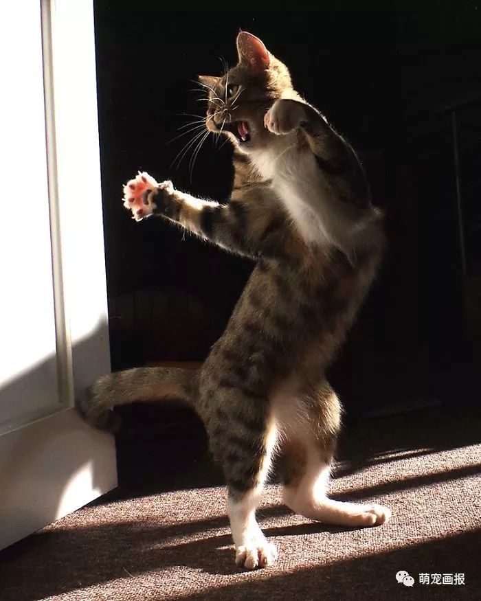 爱跳舞的猫咪,瞧瞧这姿势怎么样?