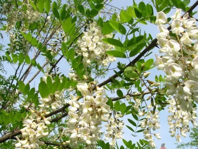 五月槐花香丨即应来日去九陌踏槐花