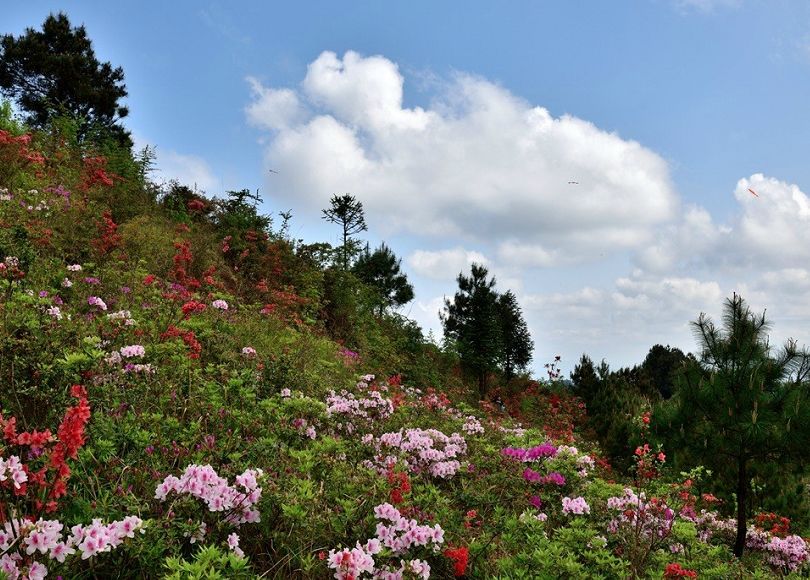 金子山是省内鲜有的高山杜鹃花,当地人称之为映山红.