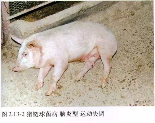 史上最全猪病图谱,近百张图片,详解50多种猪病!