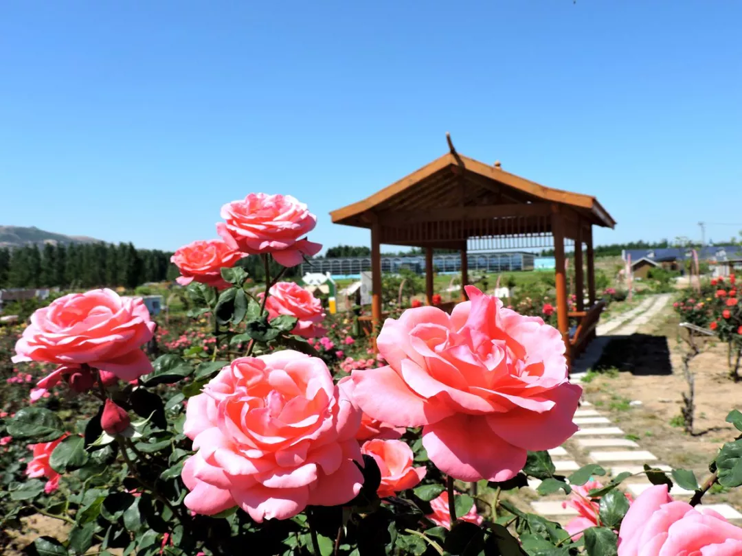 节日是一种提醒 也是一种赞美 曲阜仙河花海景区 地址:曲阜市石门山镇