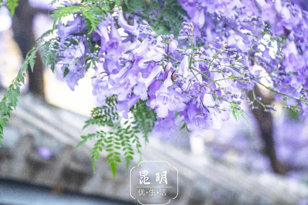 昆明蓝花楹盛开了,条条马路都是花海!错过等一年!