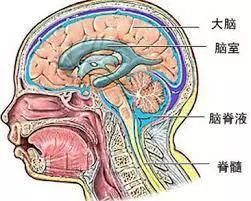 美国女子流了两年鼻涕,检查发现流的不是鼻涕竟是脑脊液!