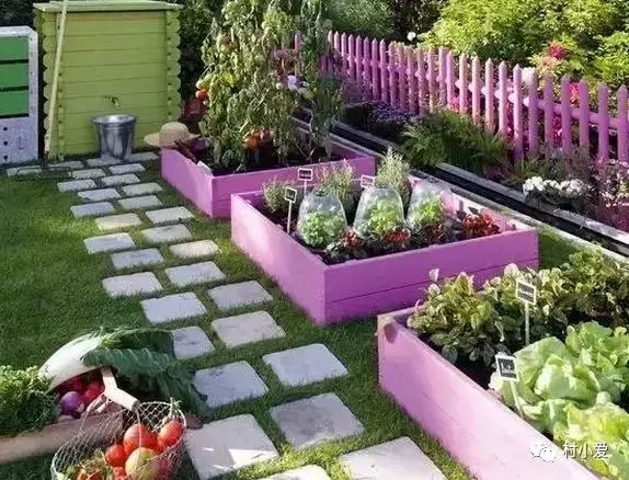 我的小院不是花园而是菜园