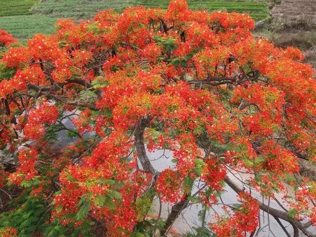 戛洒江畔花满地 凤凰花开惹人醉