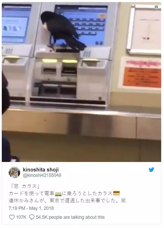 日本一隻烏鴉火了，因為它「偷乘客的卡買車票」!