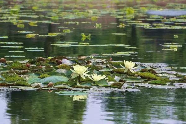 果博下载身边 “水中精灵”知多少？教你认识初夏宁波内河水中植物(图8)