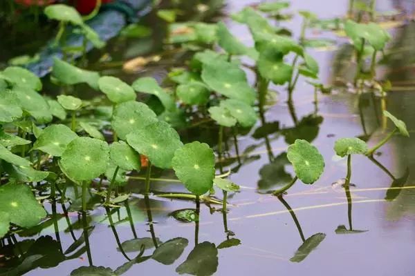 果博下载身边 “水中精灵”知多少？教你认识初夏宁波内河水中植物(图7)