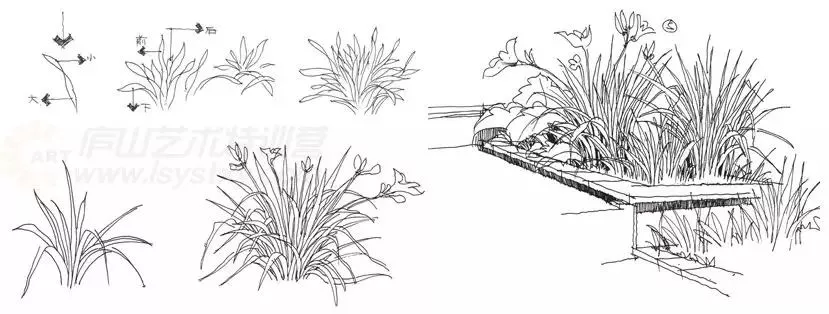 景观植物手绘线稿⊙【手绘教程】景观植物线稿表现