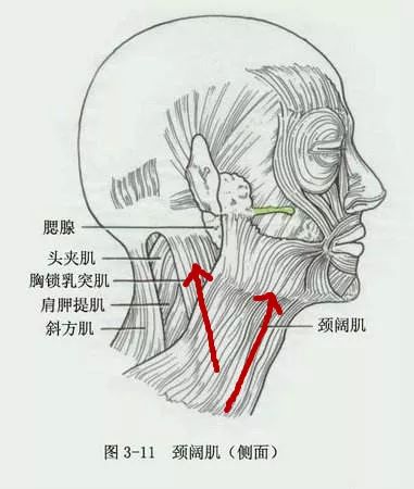 颈阔肌起自胸大肌和三角肌表面的深筋膜,向上止于口角.