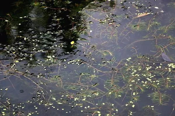 果博下载身边 “水中精灵”知多少？教你认识初夏宁波内河水中植物(图12)