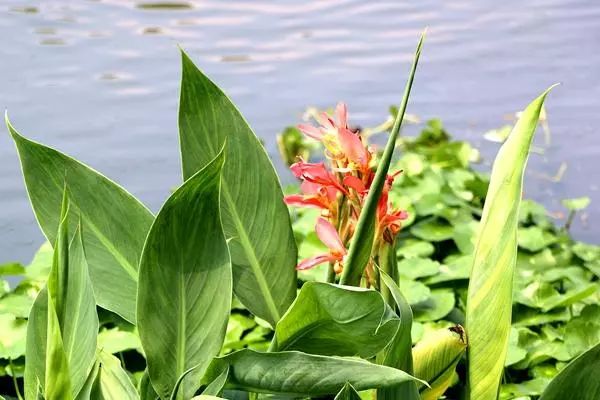 果博下载身边 “水中精灵”知多少？教你认识初夏宁波内河水中植物(图5)