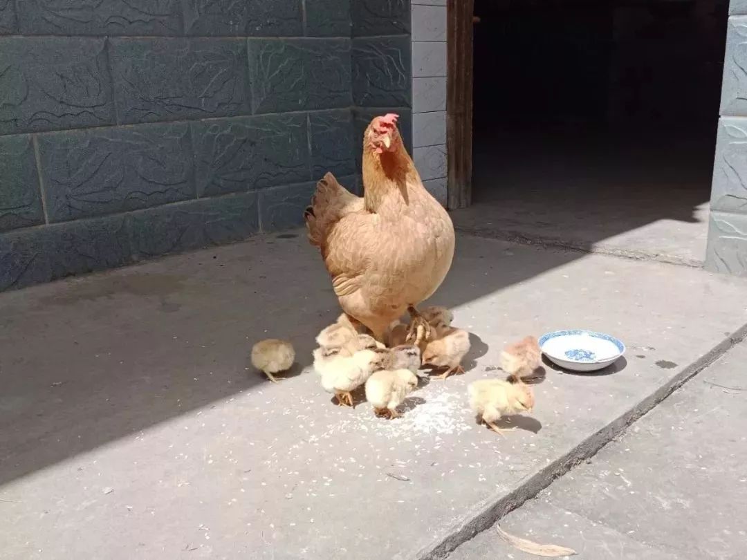 【回忆】岳西农村母鸡孵小鸡过程,小时候你肯定见过
