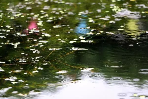 果博下载身边 “水中精灵”知多少？教你认识初夏宁波内河水中植物(图13)