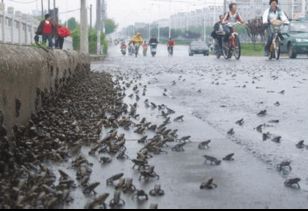 唐山大地震有前兆汶川地震的时候有前兆吗