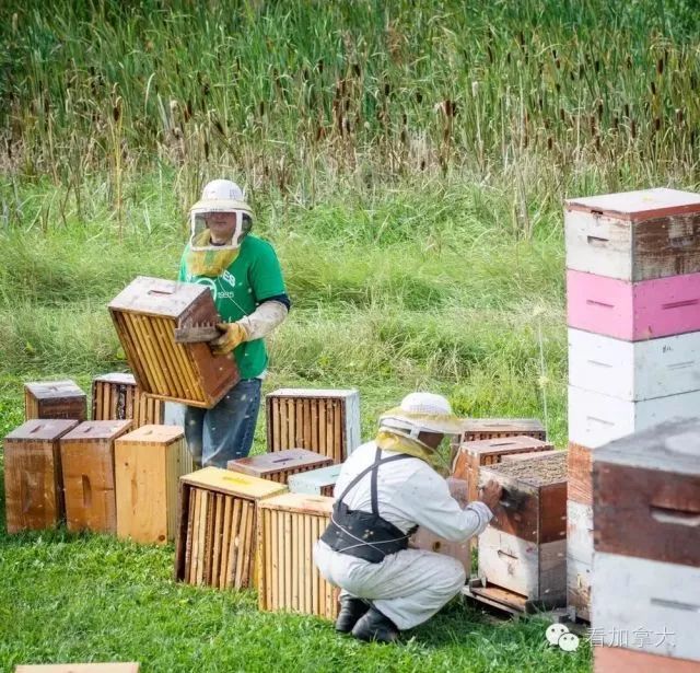 蜂蜜中的爱马仕 | 加拿大温德尔顶级白蜜