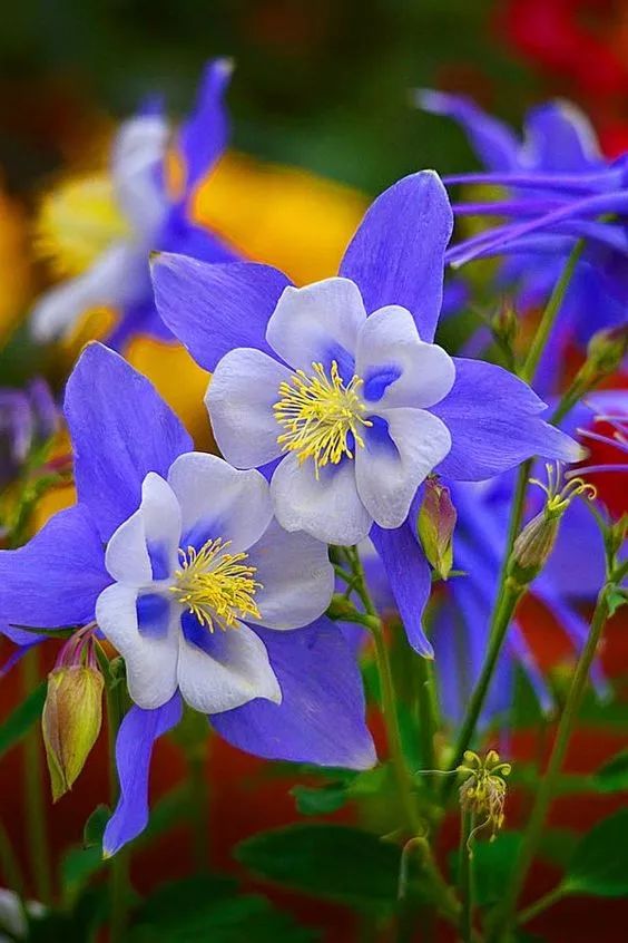 原来蓝色的花也是挺好看的,像是两位花仙子