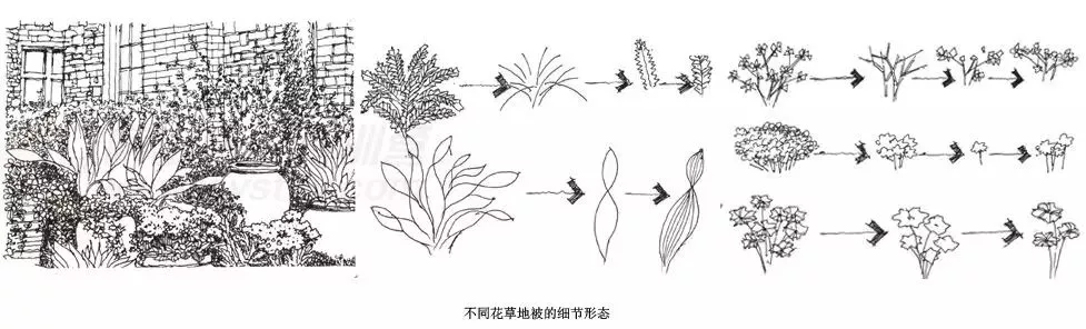 【手绘教程】景观植物线稿表现