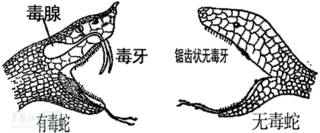 全体官兵,毒蛇伤害日渐多,及时救治须得法