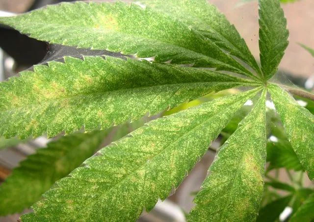 这6种室内盆栽植物常见害虫,不用喷药也能彻底清除干净