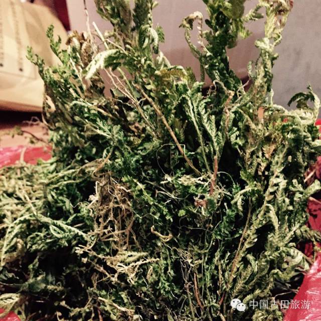 (黄脚鸡)黄脚鸡,又名竹根假,万寿竹,十样错,玉竹.