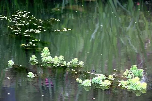 果博下载身边 “水中精灵”知多少？教你认识初夏宁波内河水中植物(图10)