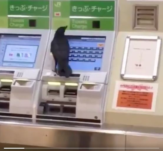 日本一隻烏鴉火了，因為它「偷乘客的卡買車票」!