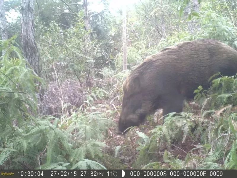 共获取5500多张照片和视频文件,拍摄到食蟹獴,野猪,黄麂,中华竹鼠