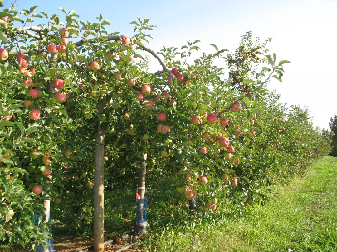 园区360度全景实时监控 你在线上就能观察你苹果树的生长情况 园区有