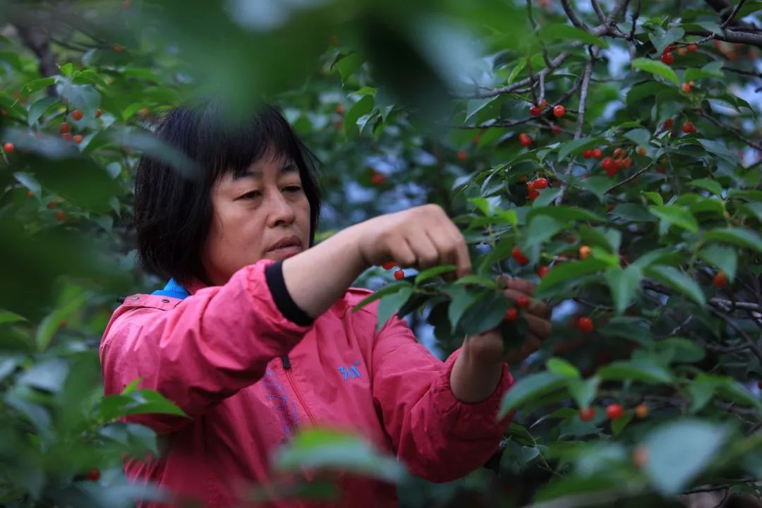 第23届北宅樱桃节正式开幕丨实拍大崂樱桃谷樱桃丰收红似火