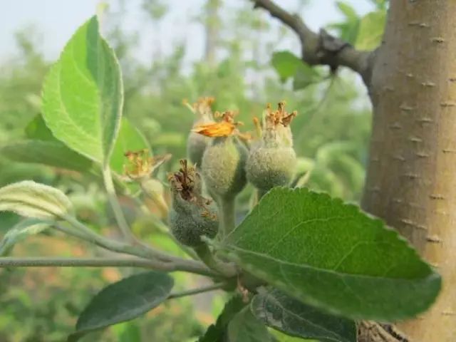 苹果树栽培技术 | 五月促花