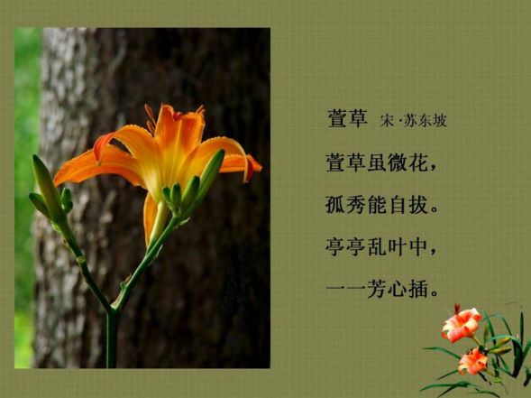 中国慈母的形象----萱花将萱草作为母亲花是从唐太宗李世民而来.