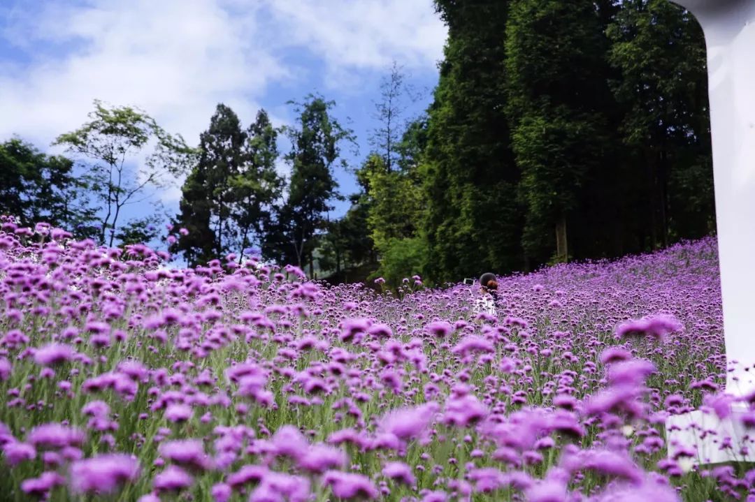 感恩母亲节 | 成都这个"梦里桃花源""免费送绣球花咯!