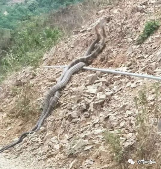 气温渐高,蛇又出没!野外遇蛇要注意