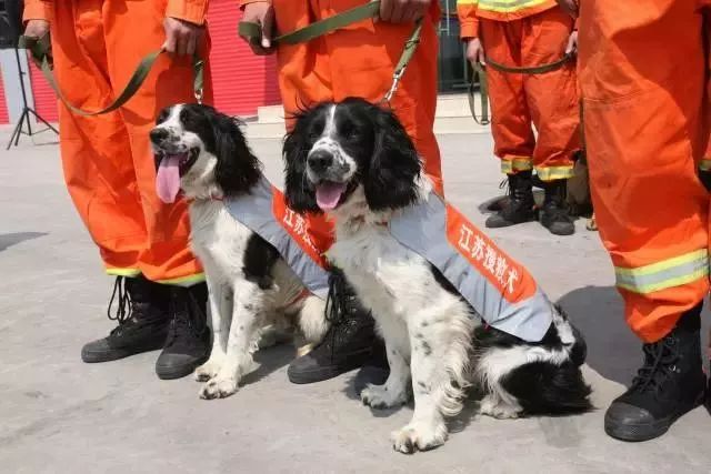 江苏消防带去了6条搜救犬,它们拥有天生灵敏的嗅觉和后天训练的专业