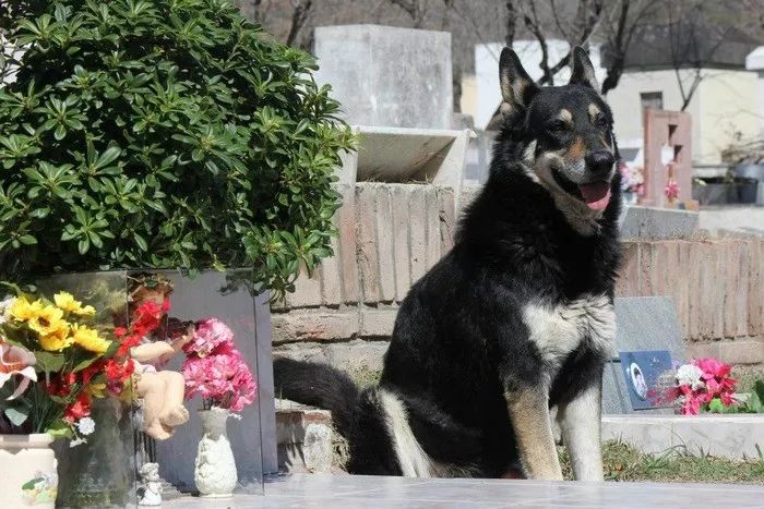 人间百态 主人去世 忠犬随之一夜消失 11年后真相大白