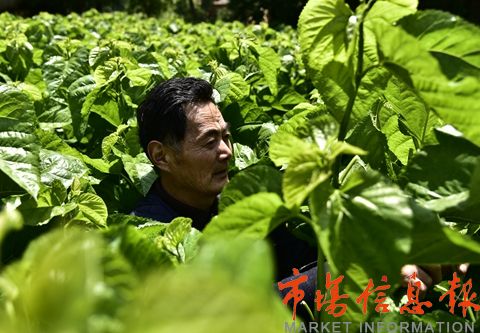 城市观察周刊讯(吴树建 贾恩荣)江苏省如皋市把扶持传统蚕桑产业作为