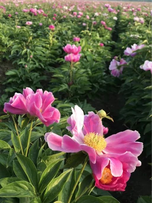 芍药花是亳州的 市花和当地种植的中药材之一.