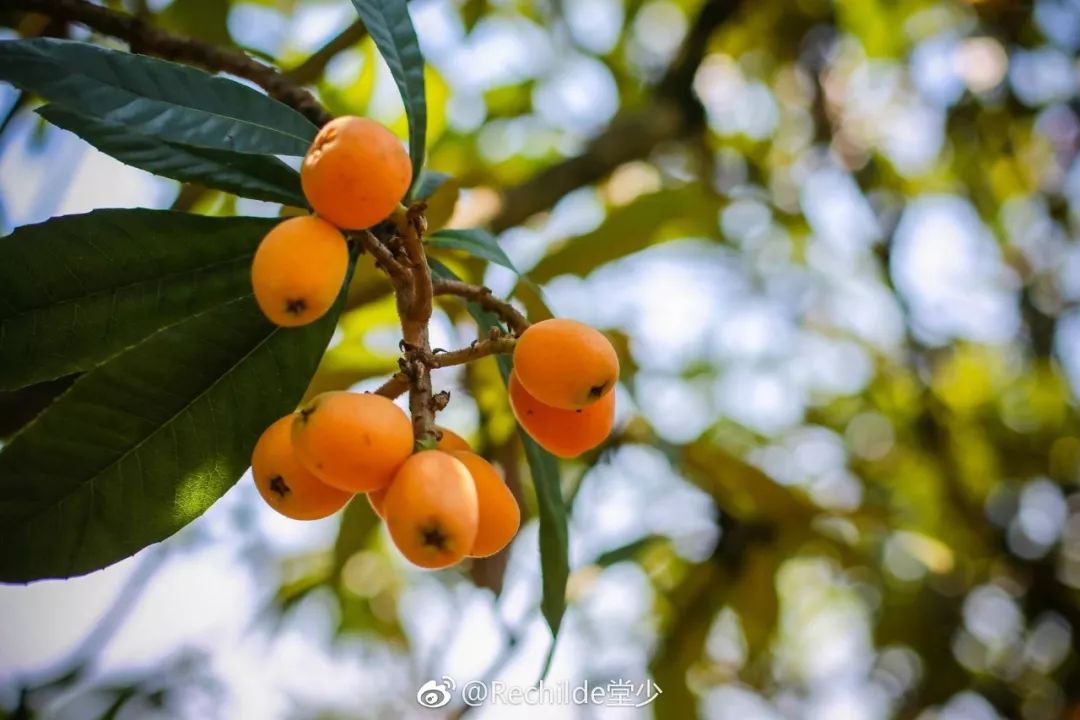 歙县三潭枇杷给予你这人间最美的五月天