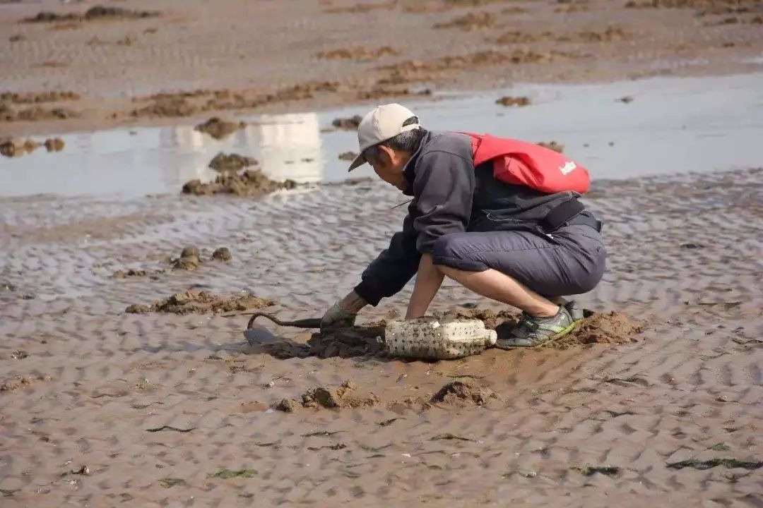 礁石会露出水面,在这里能捡到小海螺和小波螺,运气好的话还能捡到海参