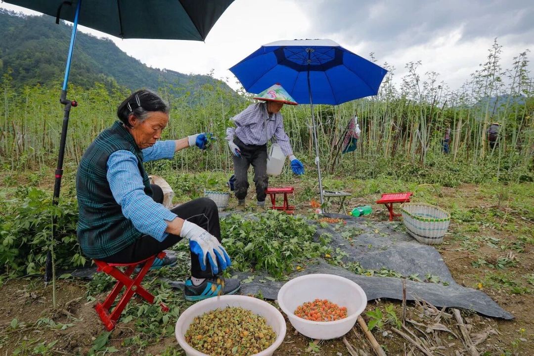 小时候在山间采摘的酸甜小野果,竟然是味药材,还带动