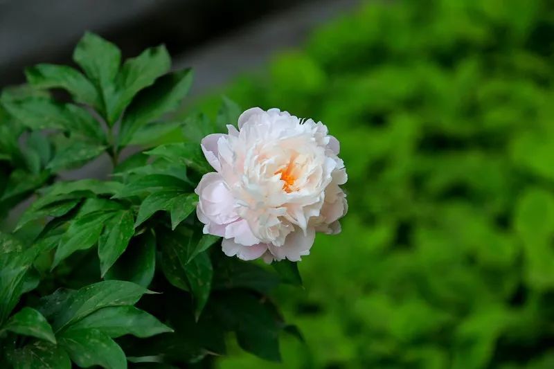 草木言情丨温温玉立夏阴中 欹红芍药醉露浓