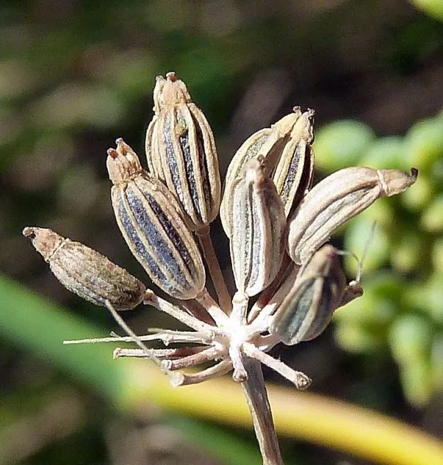 八角也叫八角茴香,那茴香到底是什么?